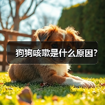 狗狗咳嗽是什么原因？（图2）