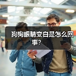 狗狗眼睛变白是怎么回事？（图2）