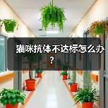 猫咪抗体不达标怎么办？（图2）