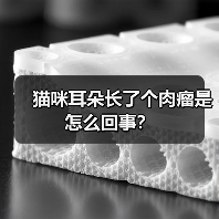 猫咪耳朵长了个肉瘤是怎么回事？（图1）