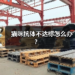 猫咪抗体不达标怎么办？（图3）