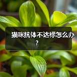 猫咪抗体不达标怎么办？（图4）