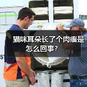 猫咪耳朵长了个肉瘤是怎么回事？