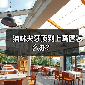 猫咪尖牙顶到上嘴唇怎么办？（图1）