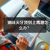 猫咪尖牙顶到上嘴唇怎么办？（图3）