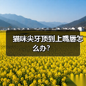 猫咪尖牙顶到上嘴唇怎么办？