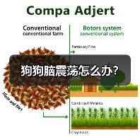 狗狗脑震荡怎么办？（图1）