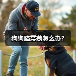 狗狗脑震荡怎么办？