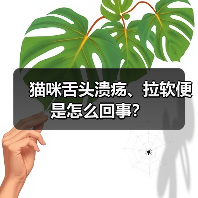 猫咪舌头溃疡、拉软便是怎么回事？（图3）