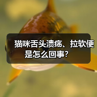 猫咪舌头溃疡、拉软便是怎么回事？（图4）