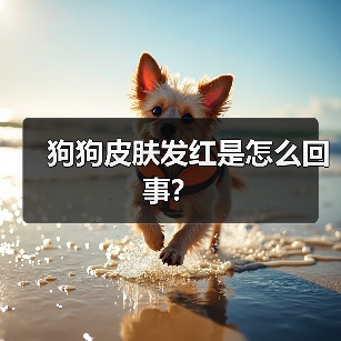 狗狗皮肤发红是怎么回事？（图4）