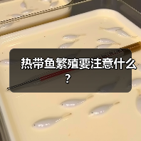 热带鱼繁殖要注意什么？