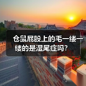 仓鼠屁股上的毛一缕一缕的是湿尾症吗？（图4）