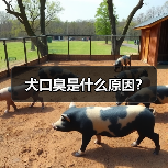 犬口臭是什么原因？（图3）