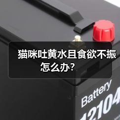 猫咪吐黄水且食欲不振怎么办？