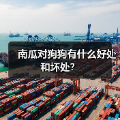 南瓜对狗狗有什么好处和坏处？（图1）