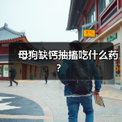母狗缺钙抽搐吃什么药？