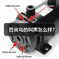 百灵鸟的叫声怎么样？（图3）