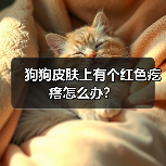 狗狗皮肤上有个红色疙瘩怎么办？